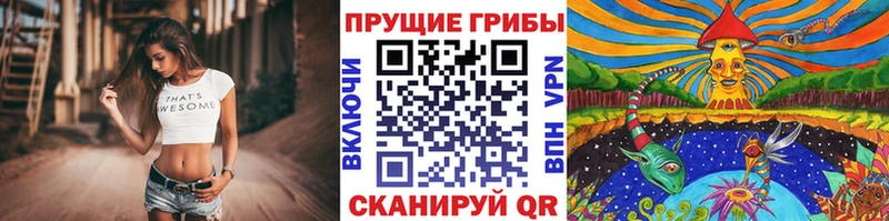 мега ссылки  где купить   Правдинск  Псилоцибиновые грибы Cubensis 
